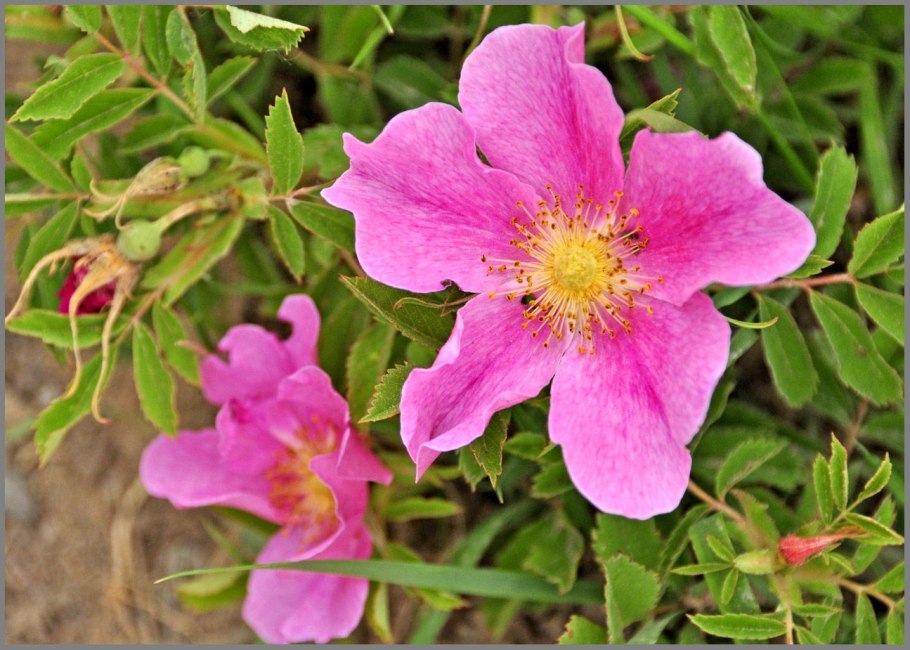 Бедренцоволистная (колючейшая) роза