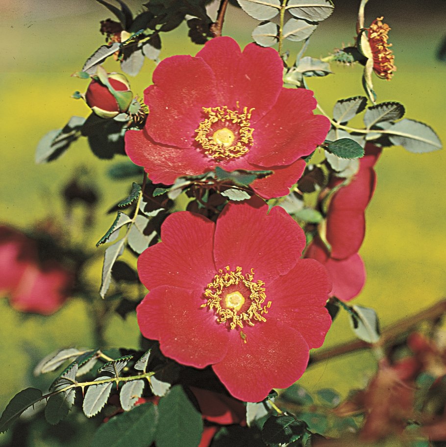 Роза кустовая Пинк блоссом