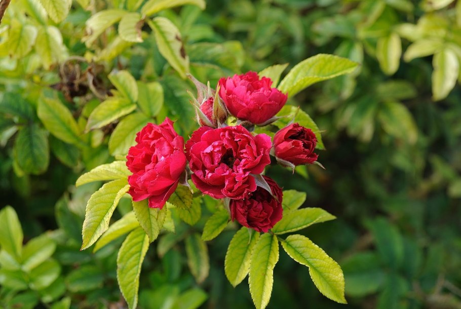 Роза ругоза Ханса