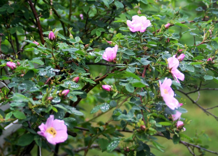 Роза ругоза ШНЕЕКОППЕ