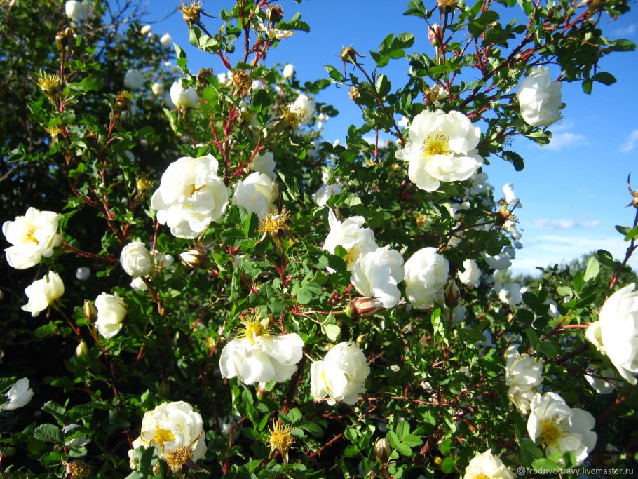 Роза ругоза