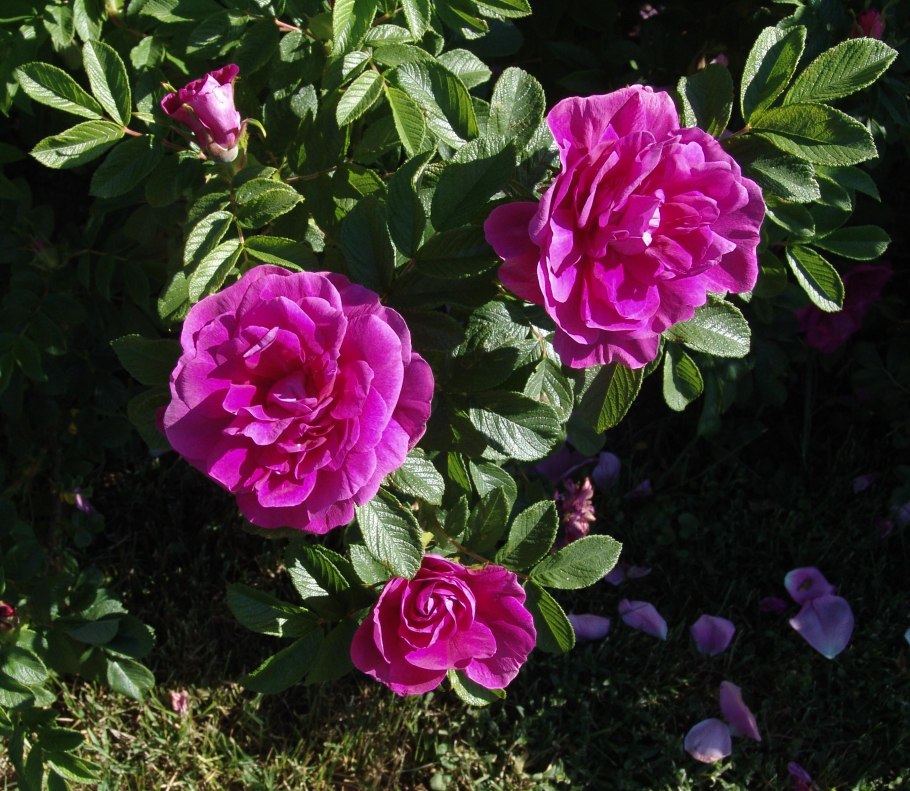 Шиповник Дикая роза ругоза