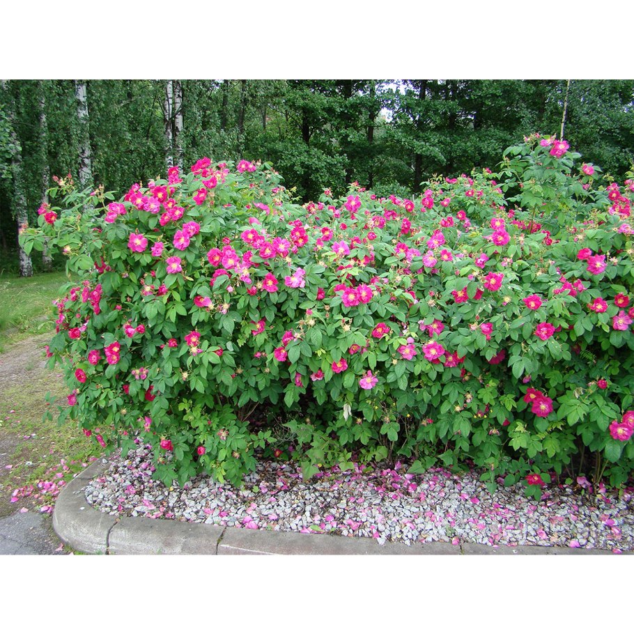 Роза ругоза махровая