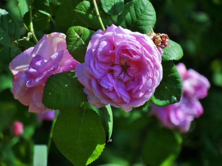 Шиповник махровый Дикая роза