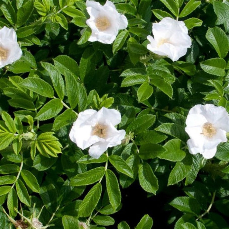 Шиповник декоративный махровый