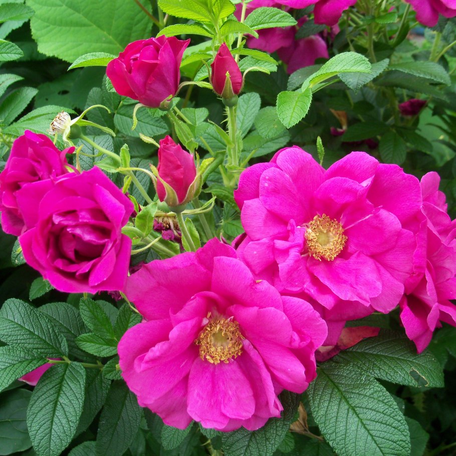 Роза морщинистая (Rosa rugosa &#96;rubra&#96;)