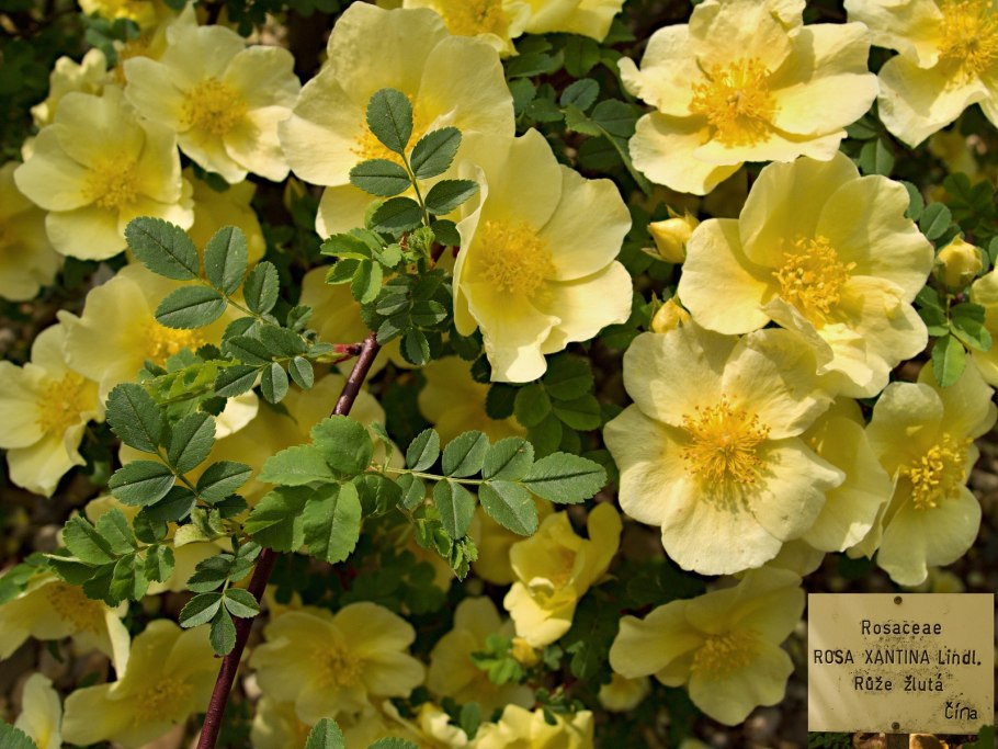 Роза ругоза куст