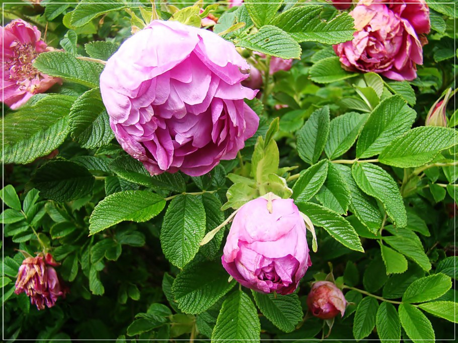 Роза морщинистая Rosa rugosa