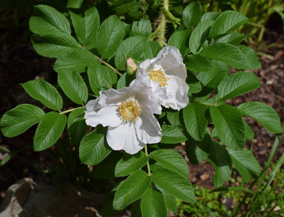Роза морщинистая Rosa rugosa