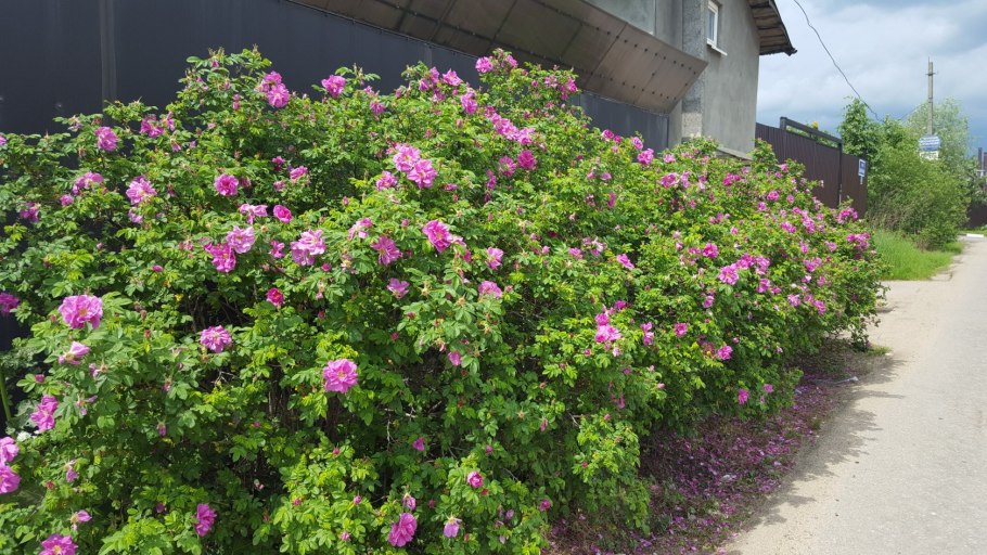 Шиповник роза ругоза