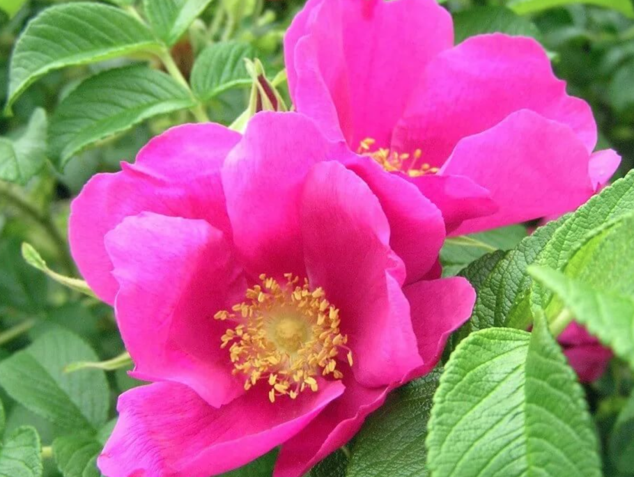 Шиповник мягкий