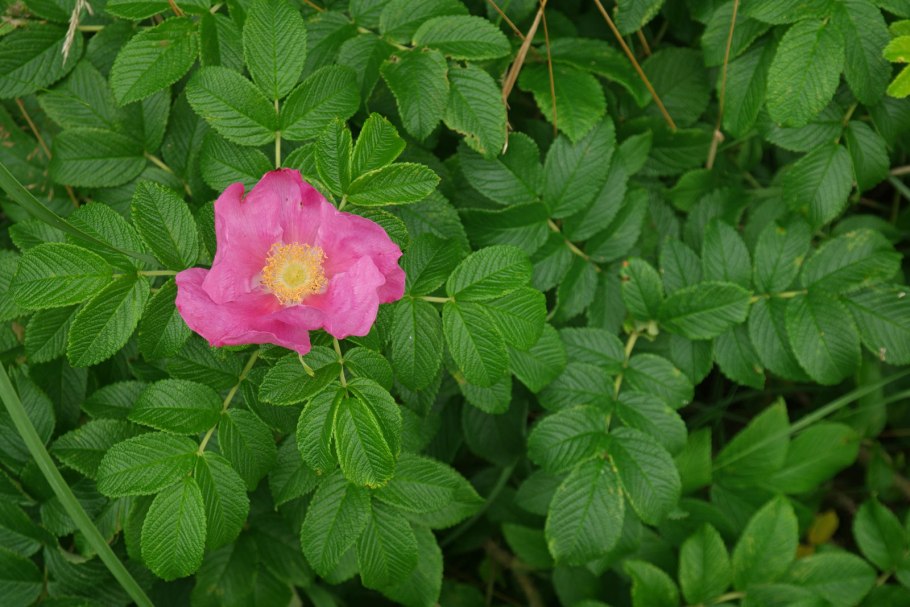 Шиповник колючейший Rosa spinosissima