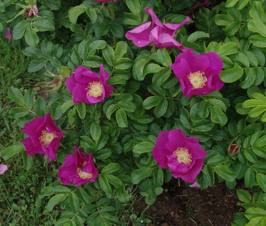 Махровый розовый шиповник роза