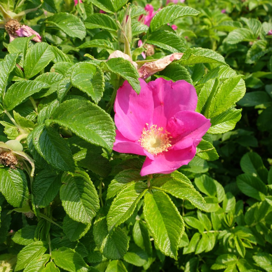 Кустовые розы шиповник