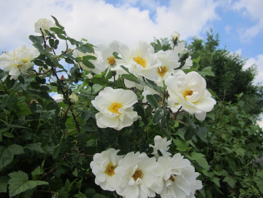 Парковая роза ругоза