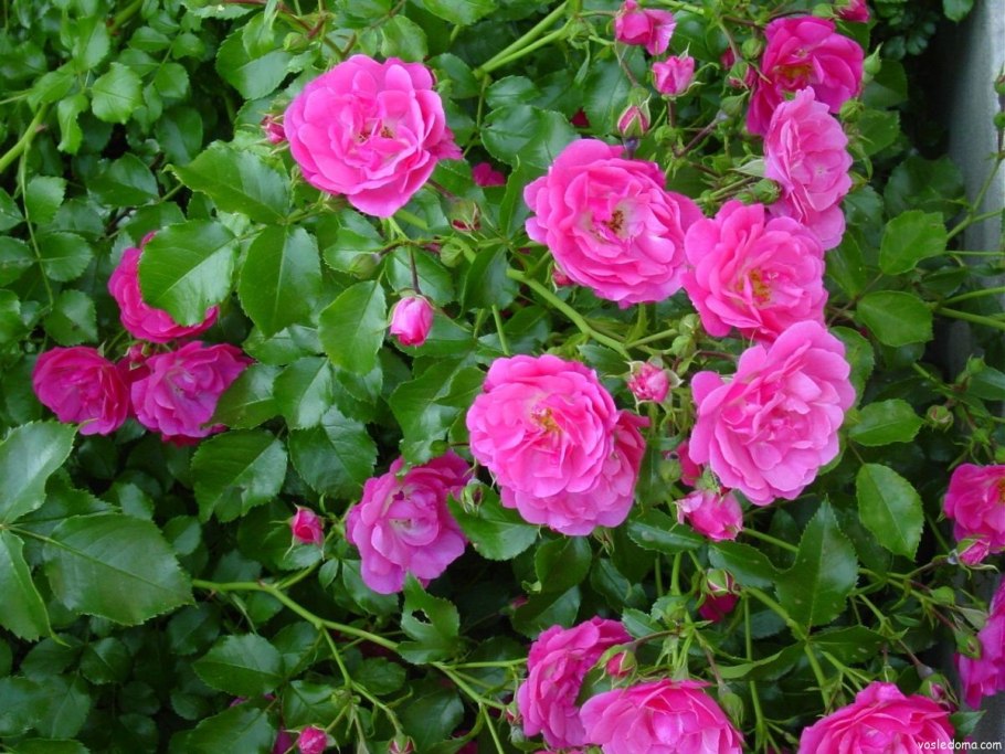 Шиповник Пинк Гротендорст