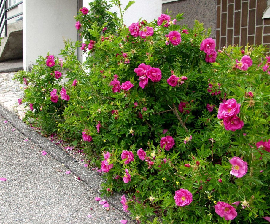 Роза ругоза Рубра