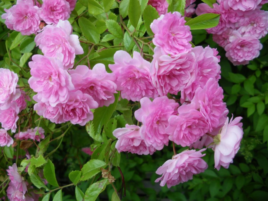 Роза морщинистая Рубра