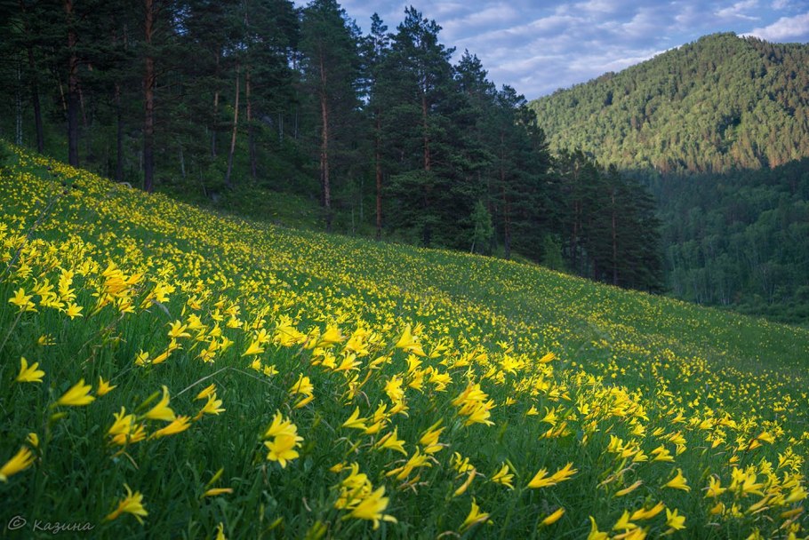 Лилейные Поляны в Горном Алтае