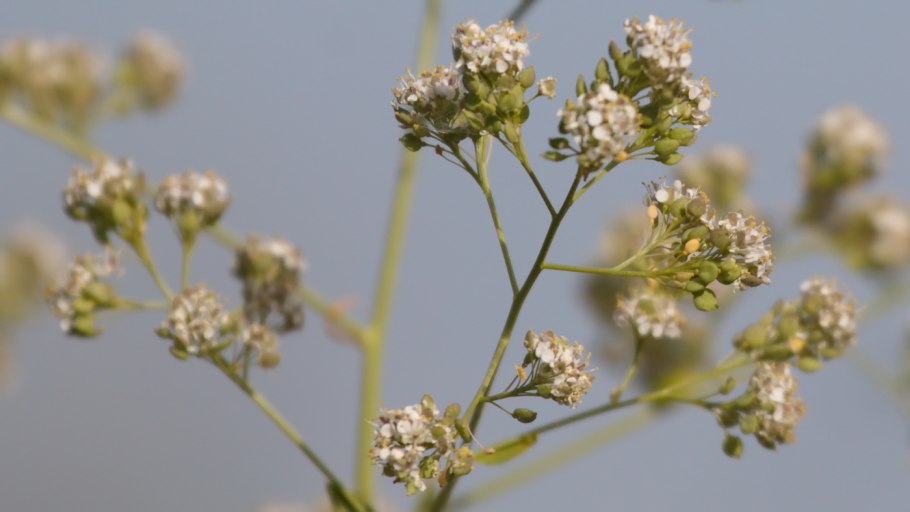 Allium gunibicum