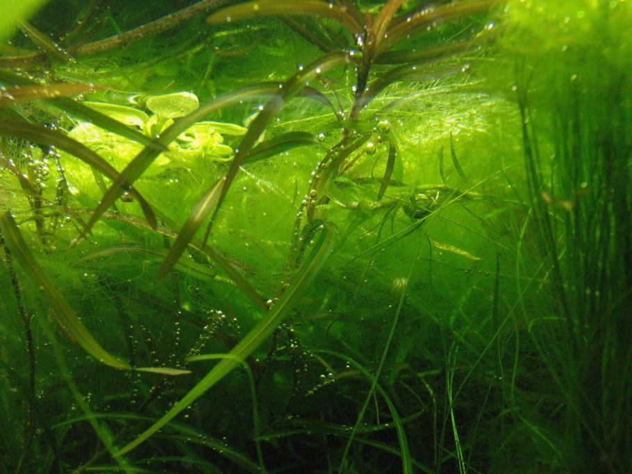 Зеленые водоросли Chlorophyta
