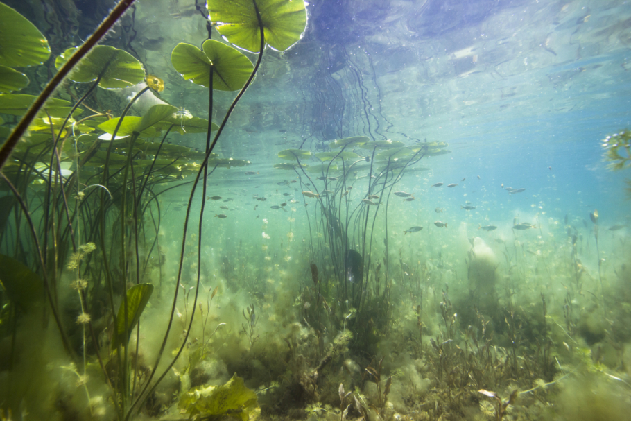 Стебли кувшинки под водой