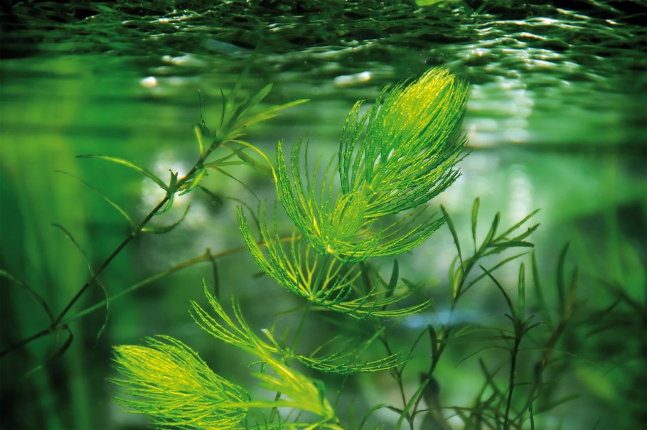 Chlorophyta водоросли