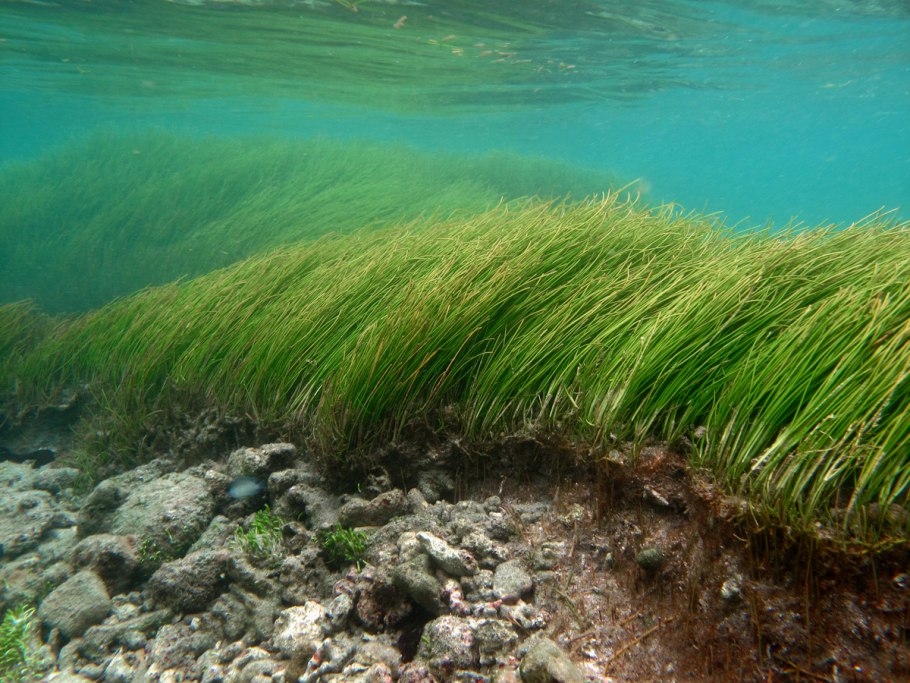 Hairgrass водоросли
