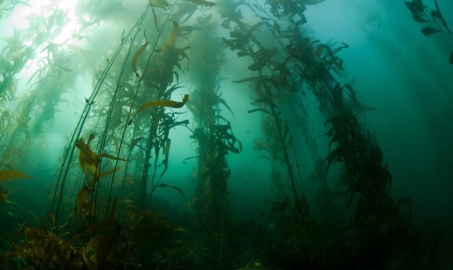 Macrocystis pyrifera