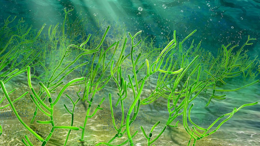 Ископаемые зеленые водоросли