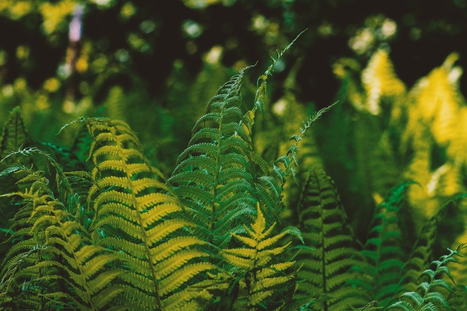 Южная Америка Сельва лианы