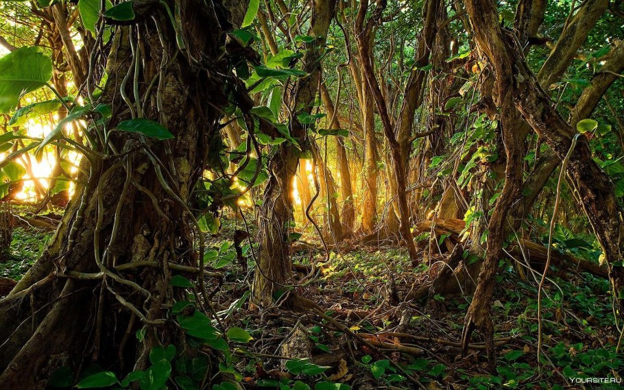 Муссонные смешанные леса