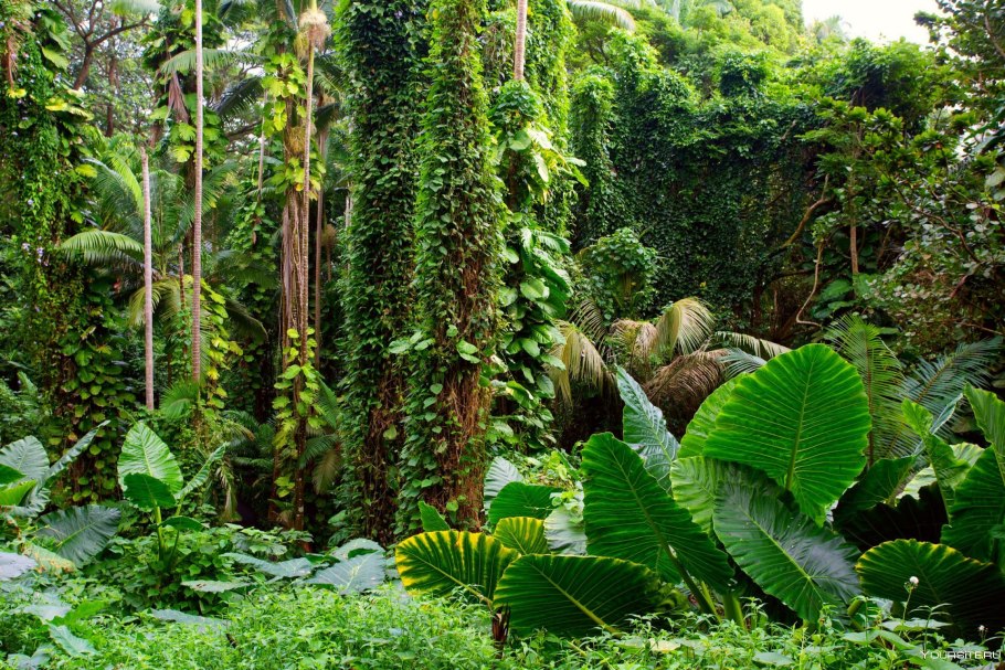 Лиановидные папоротники