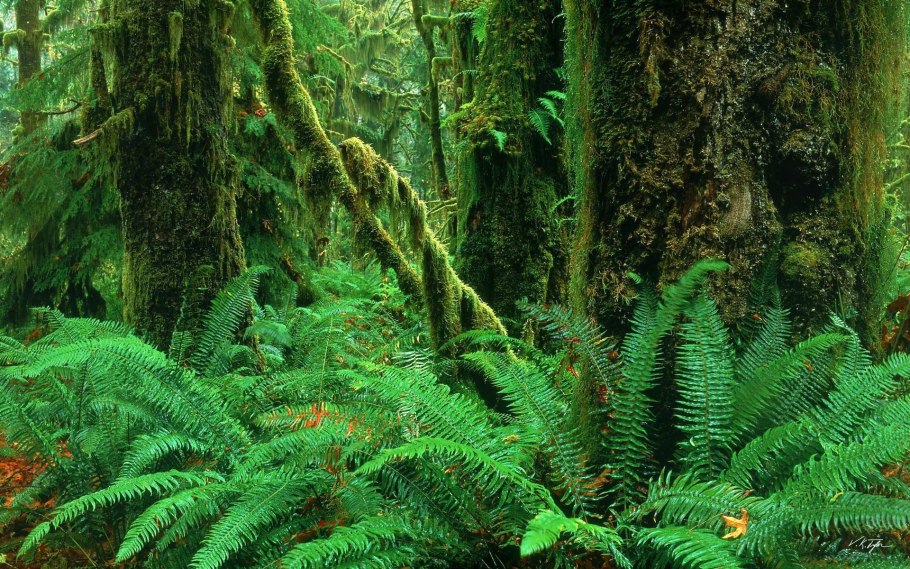 Вечнозеленые тропические дождевые леса