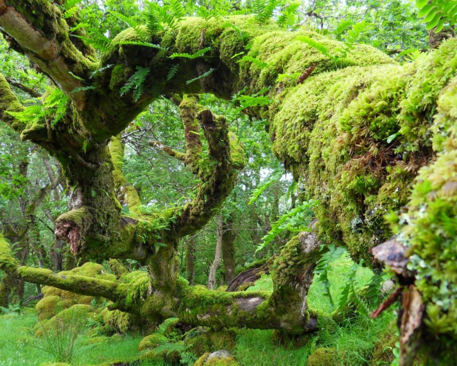 Тропикал Рейнфорест