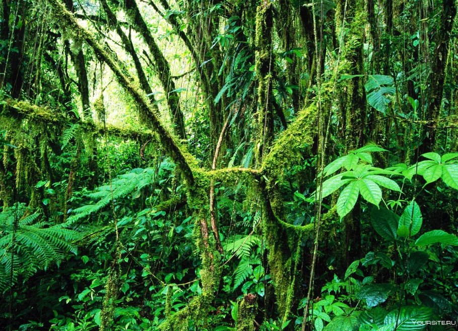 Папоротник thyrsopteris