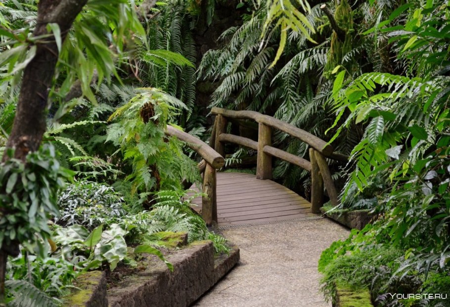 Лиановидные папоротники