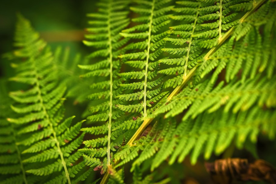 Тропический лес мост