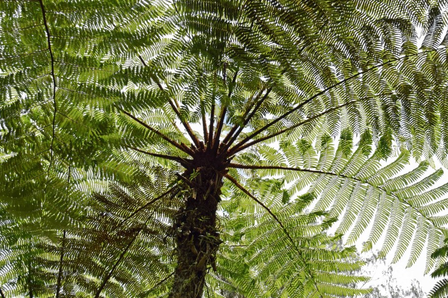 Ангиоптерис папоротник пальмовый