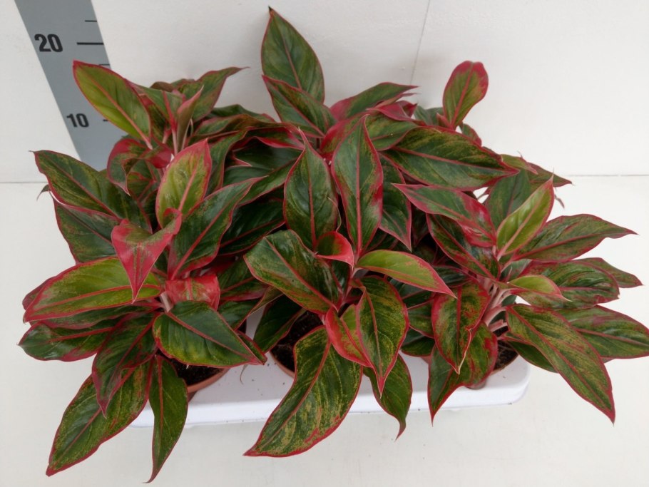 Аглаонема King of Siam