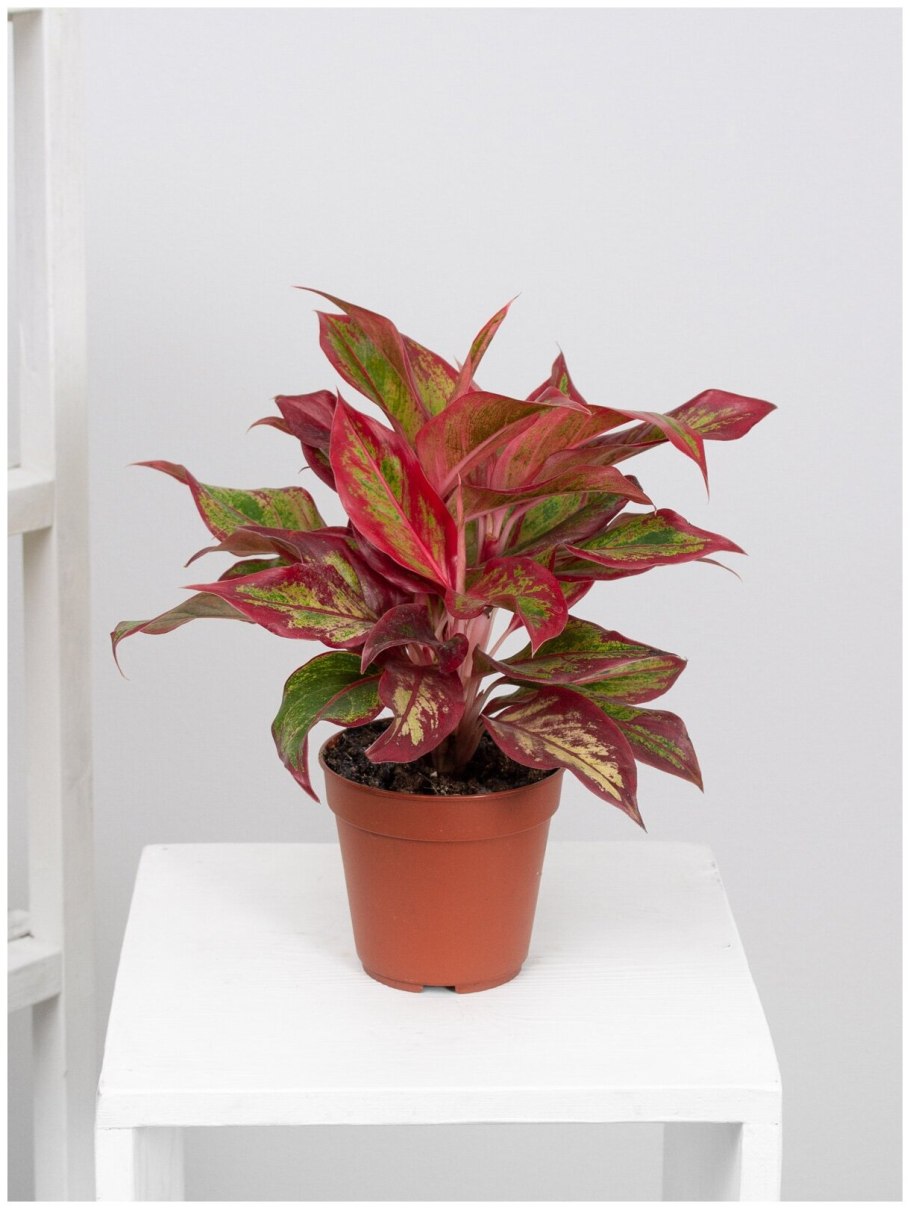 Аглаонема Муншайн