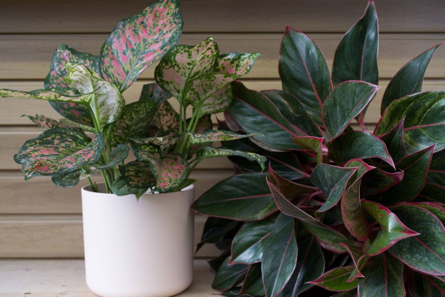 Аглаонема Липстик