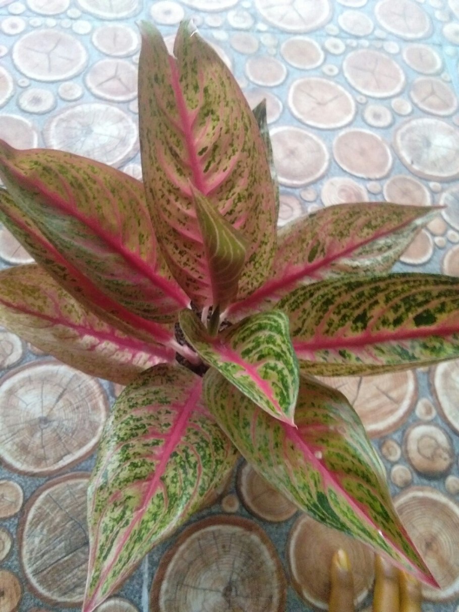 Аглаонема красная черри Беби