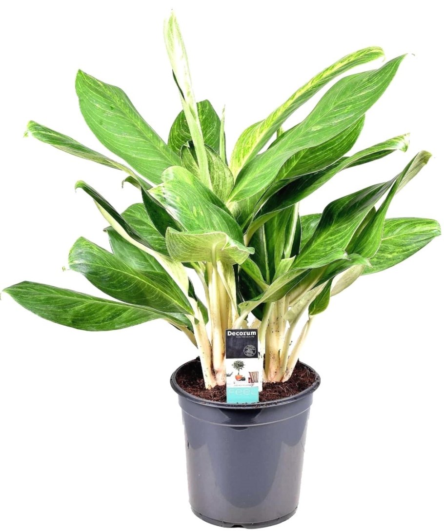 Аглаонема Кинг Сиам