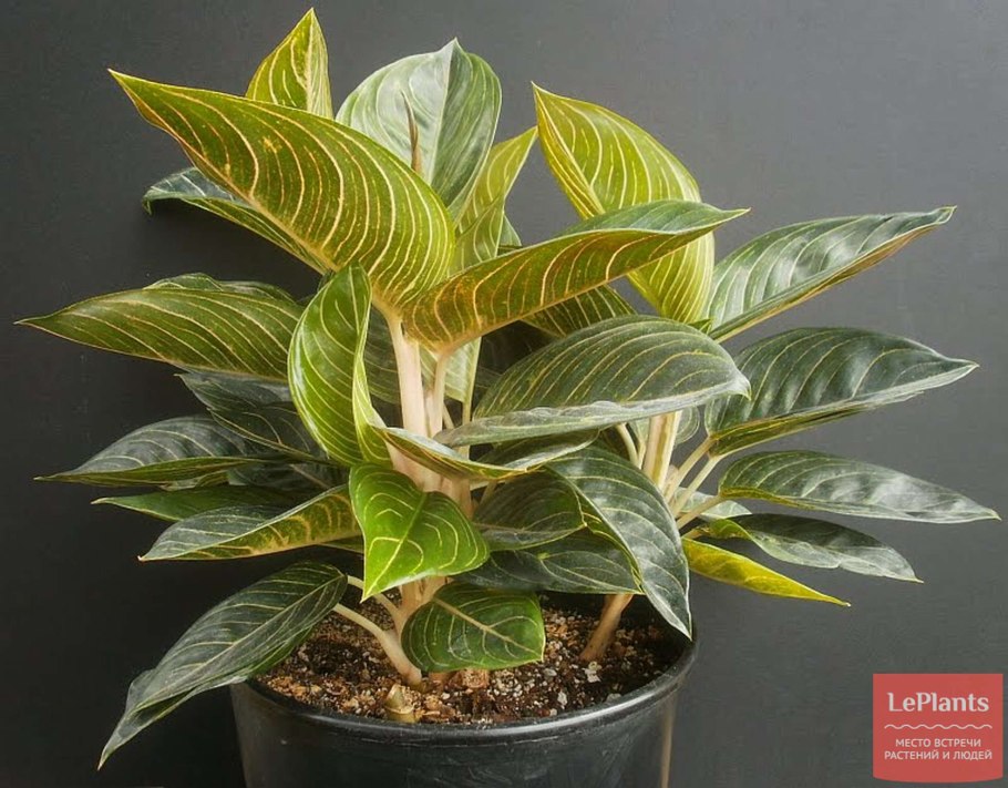 Аглаонема King of Siam