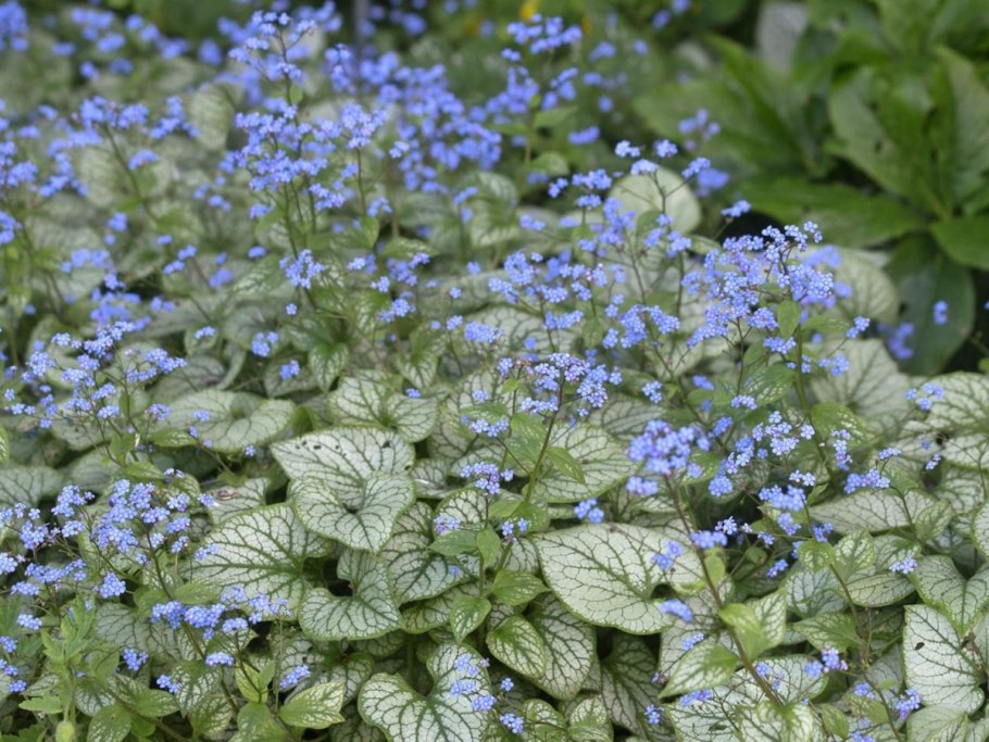 Бруннера Сибирская Незабудочник
