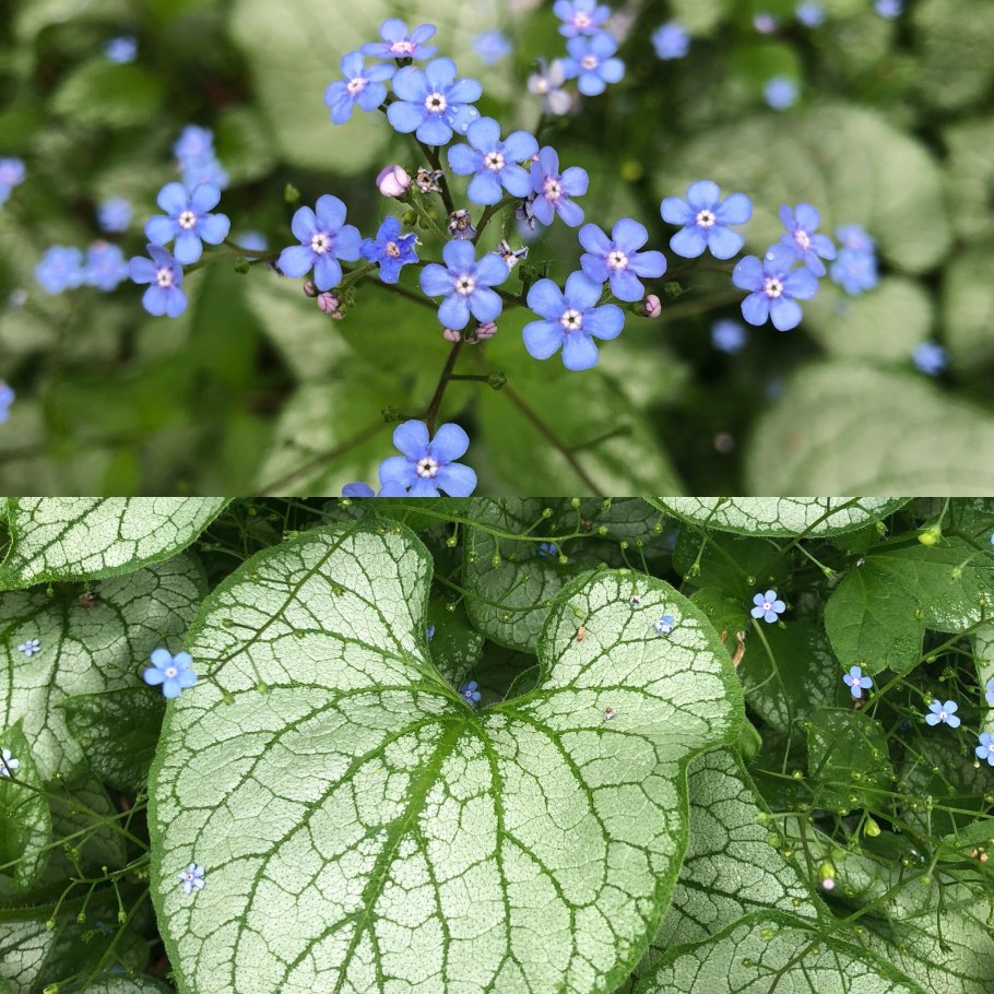 Brunnera macrophylla