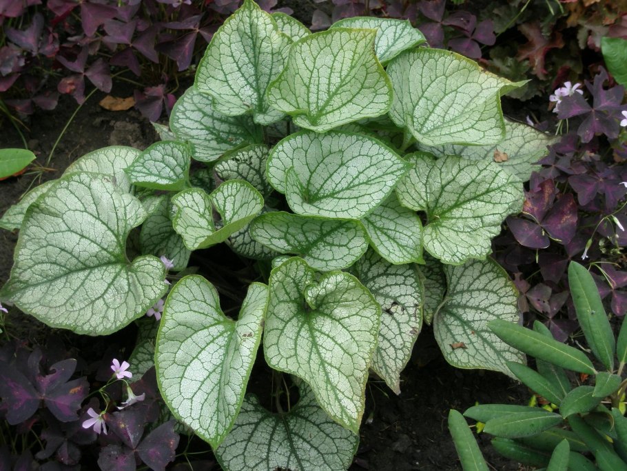 Бруннера Незабудочник