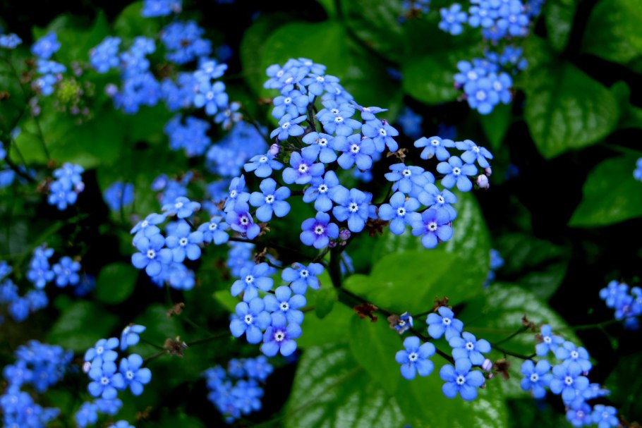 Незабудка цветок Бруннера