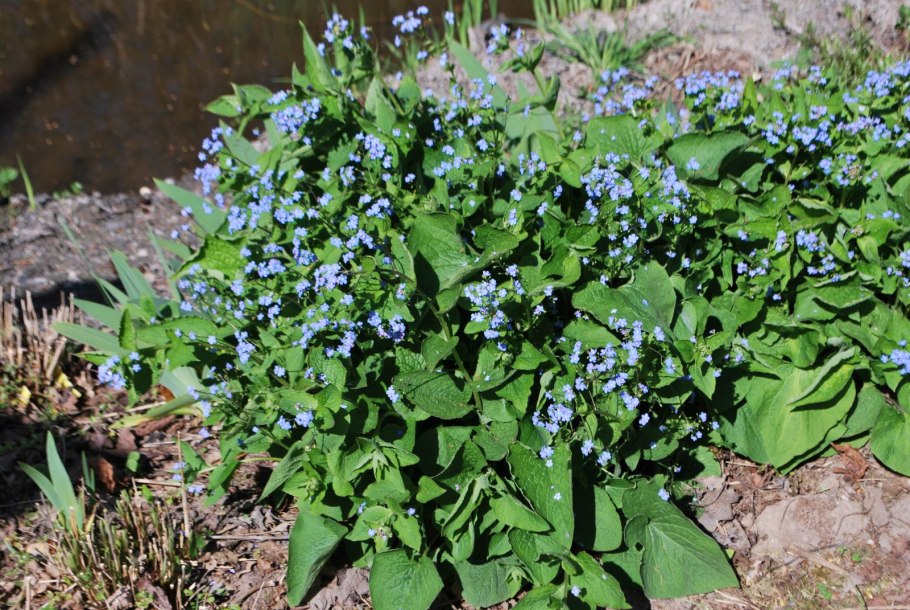 Бруннера Хадспен Крим